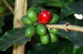 5 LB Puerto Rico Green Arabica Shade Coffee Beans